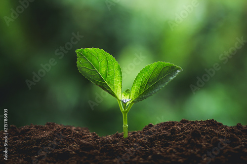 Plant seedlings in nature plant a tree natural background Plant Coffee seedlings in nature green fresh