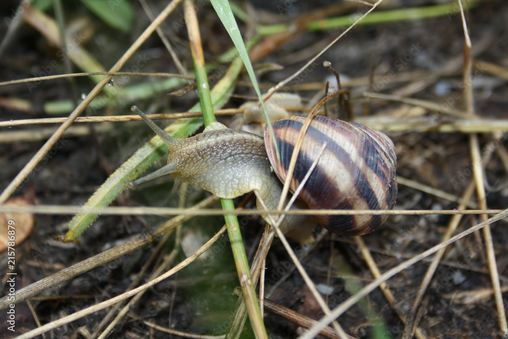 Snail crawling on a branch close-up Snail crawling on a branch close-up