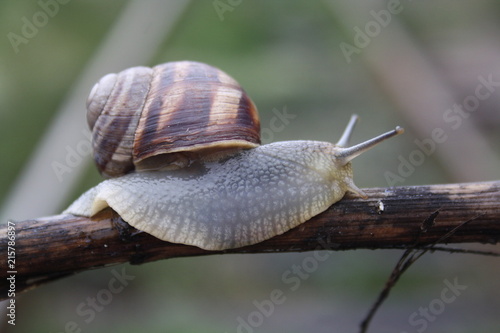  Snail crawling on a branch close-up