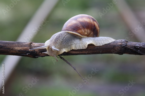  Snail crawling on a branch close-up