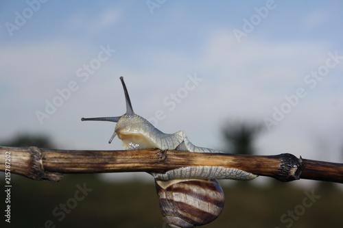  Snail crawling on a branch close-up photo