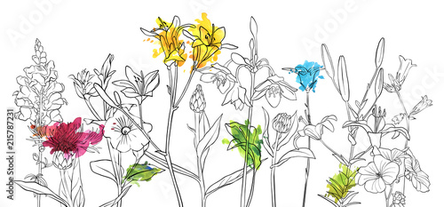 vector drawing flowers