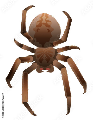 Brown scary big shaggy spider isolated on white