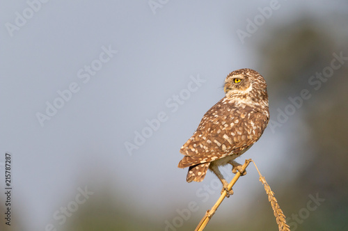 Wallpaper Mural Burrowing owl on a corn branch Torontodigital.ca