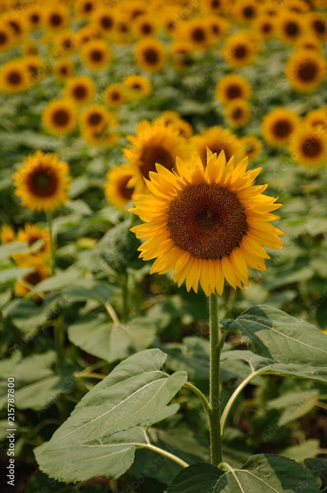 Sunflower005 Sunflower005