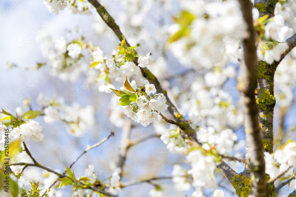 Blooming twig in the orchard Blooming twig in the orchard