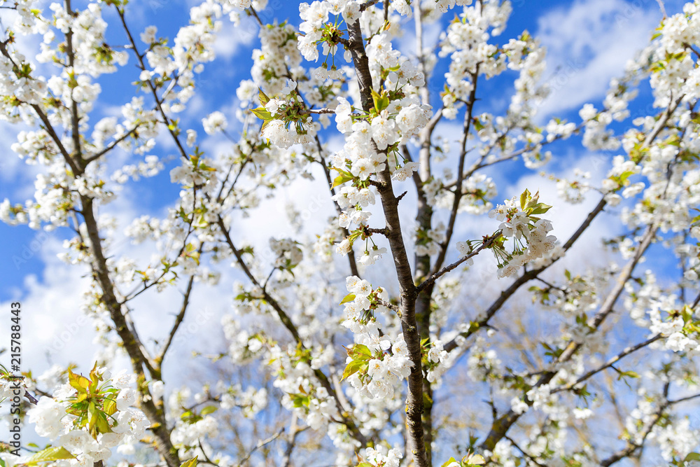 Blooming tree in the orchard Blooming tree in the orchard