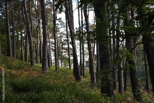 Pine Trees in Loch Ness