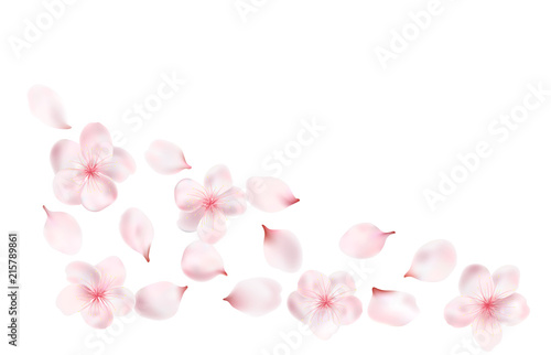 Petals and flowers of a flowering spring tree. Cherry, cherry or Apple flowers. realistic vector