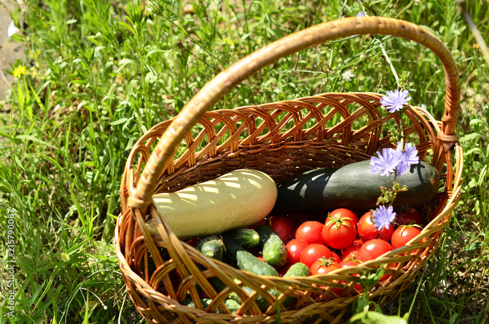 Wicker basket with morning harvest of ripe vegetables, healthy food, agriculture, tomatoes, zucchini, cucumbers. Photo close up.
