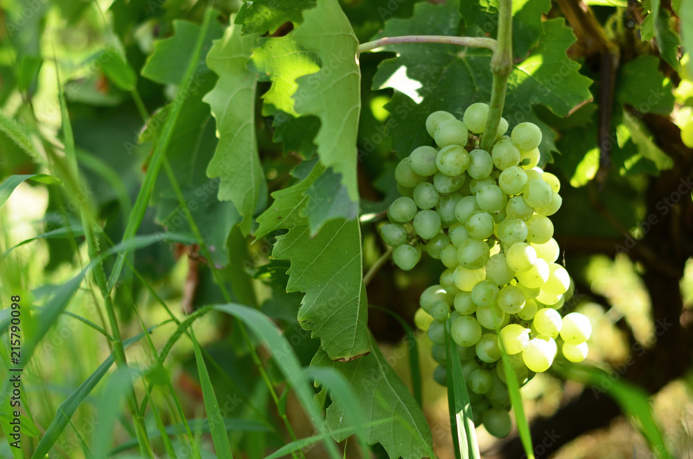The grape of a sweet grape variety sings in the sun, winemaking. The grape of a sweet grape variety sings in the sun, winemaking.