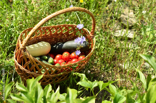 Wicker basket with morning harvest of ripe vegetables  healthy food  agriculture  tomatoes  zucchini  cucumbers. 