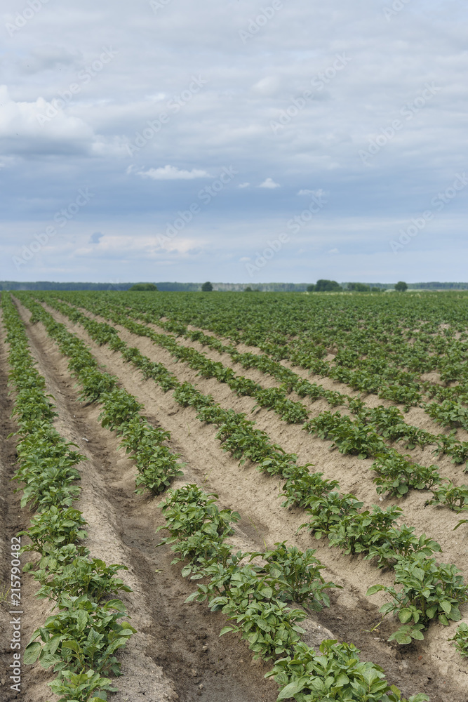 furrow with the young shoots of potatoes closeup as natural background