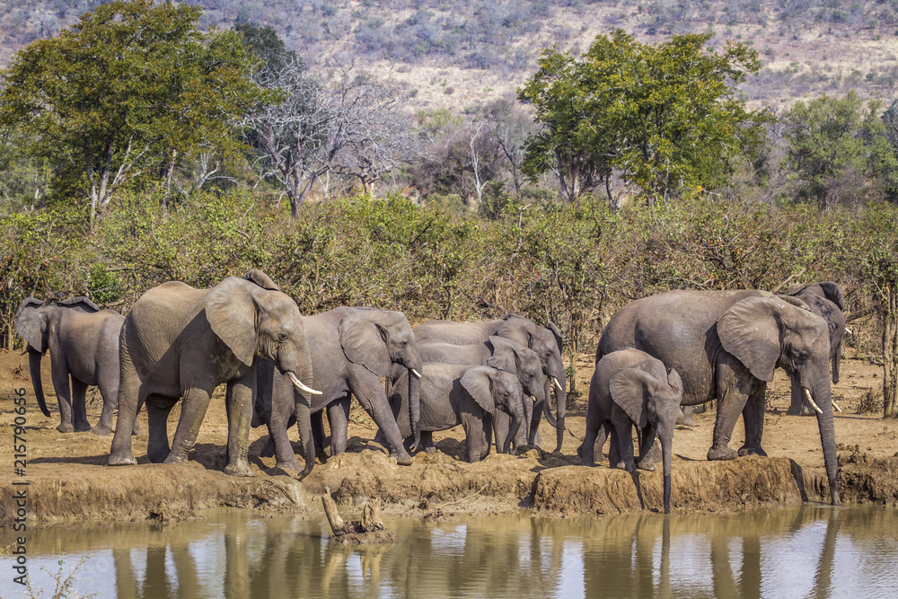 Fototapeta premium Słoń afrykański w Kruger National Park, RPA; Gatunek Loxodonta africana z rodziny Elephantidae