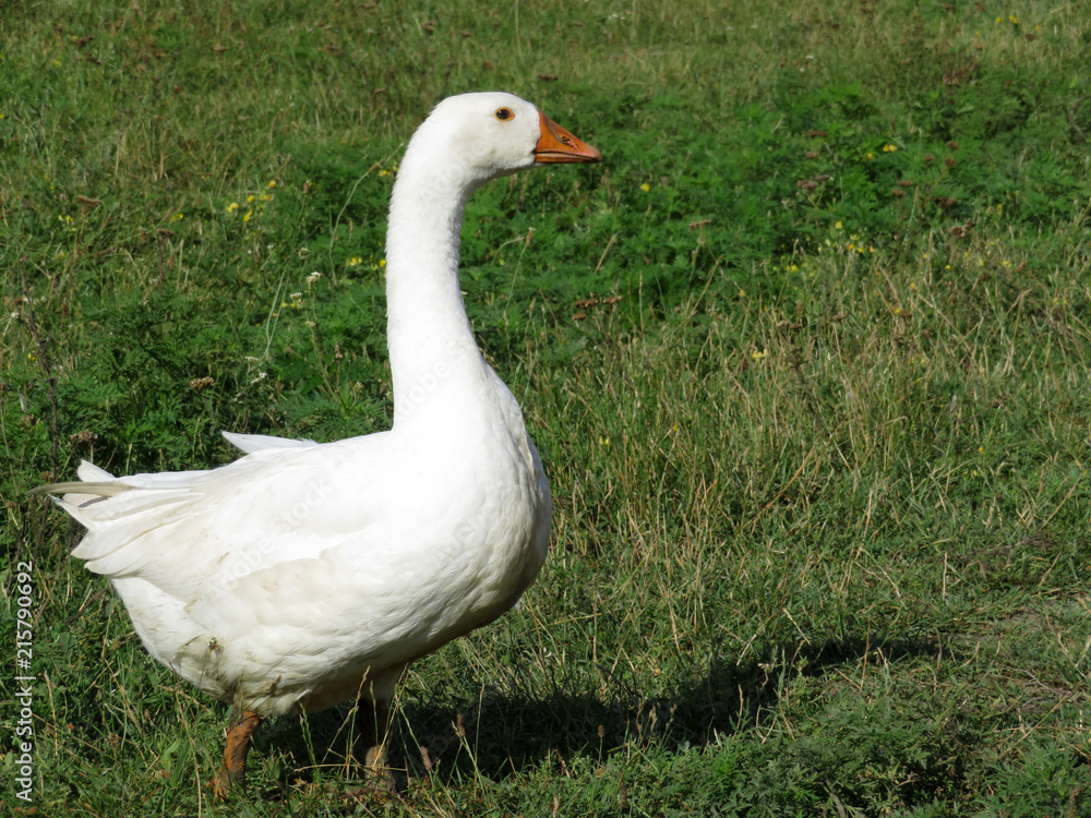 Beautiful white goose on the green grass in free range farm. Goose in sunny day walking on summer meadow in countryside Beautiful white goose on the green grass in free range farm. Goose in sunny day walking on summer meadow in countryside