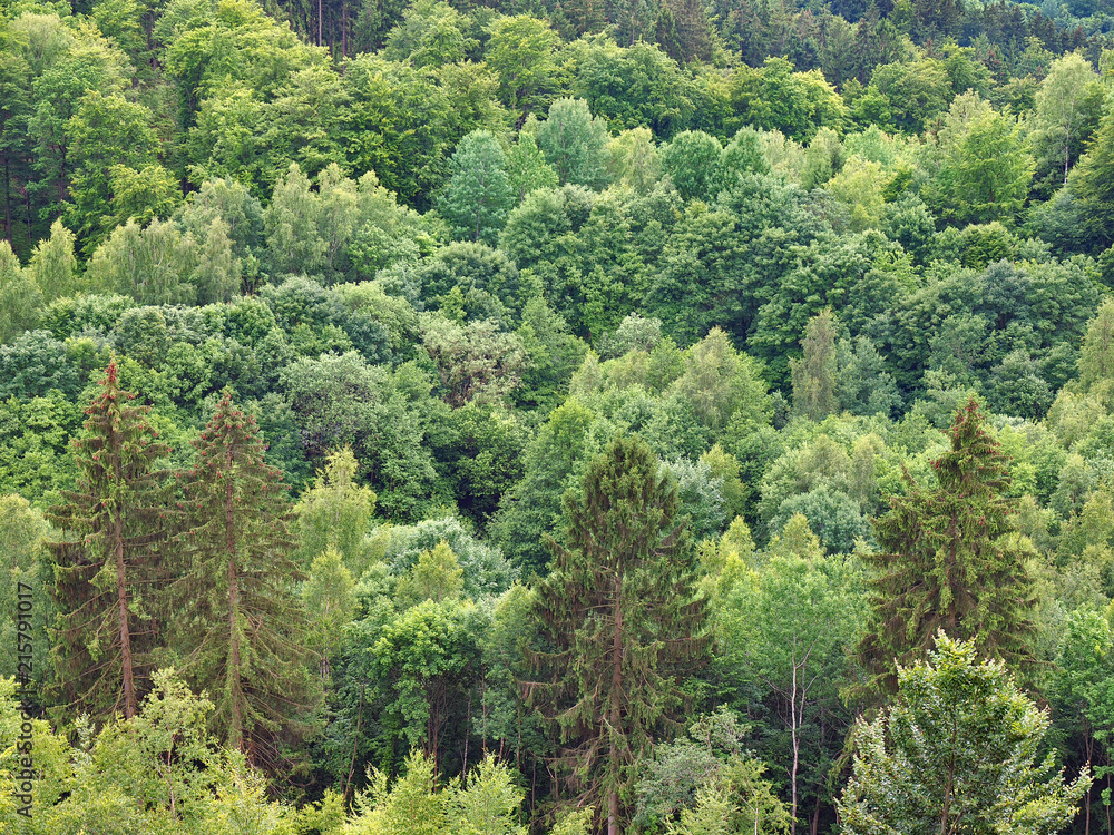 Mischwald im Harz mit diversen Baumarten