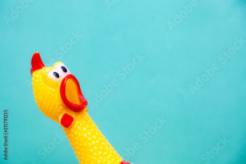 Fotografia squawking chicken or squeaky toy are shouting and copy space pastel background