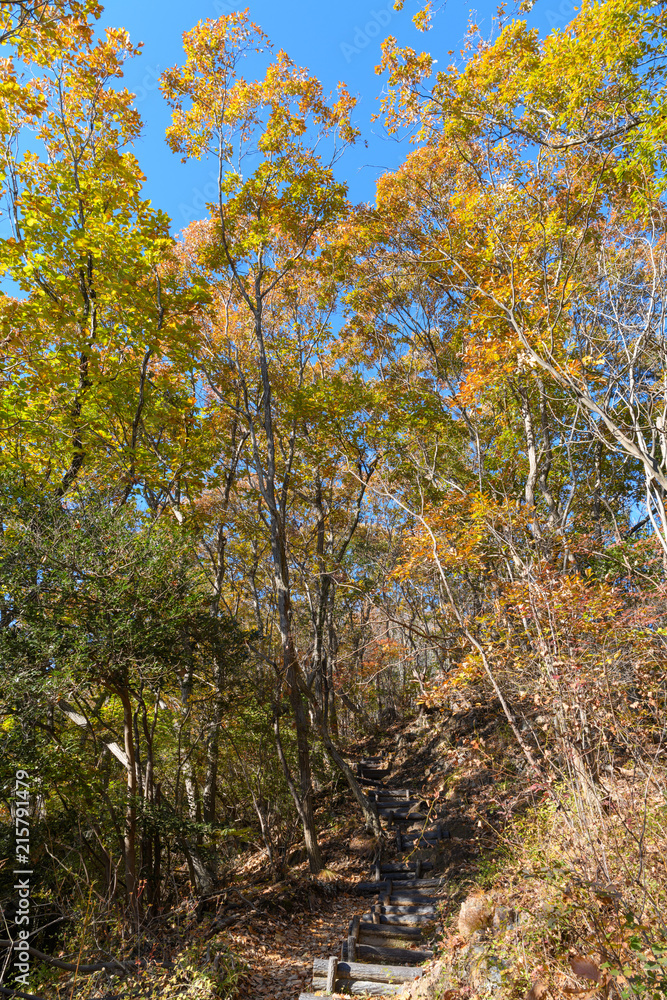 Fototapeta premium 秋のハイキングコース