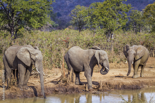 African bush elephant in Kruger National park  South Africa  Specie Loxodonta africana family of Elephantidae