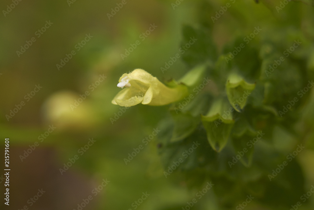 Melissa officinalis Melissa officinalis