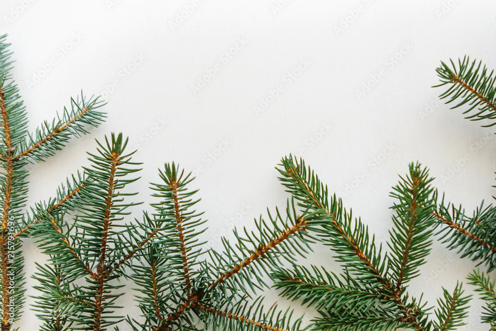 Branch of spruce on a white background. Christmas backdrop. Upstairs is a place for text.