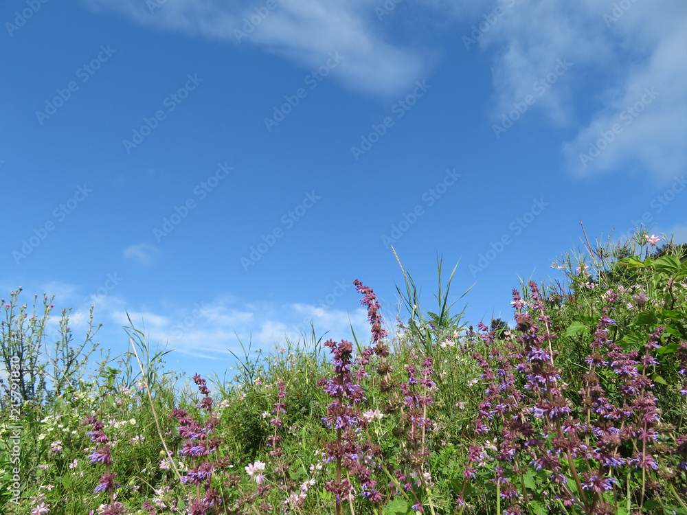 Colorful mountain landscape with wildflowers and blue sky. Alpine meadow in summer, blooming sage, nature background Colorful mountain landscape with wildflowers and blue sky. Alpine meadow in summer, blooming sage, nature background