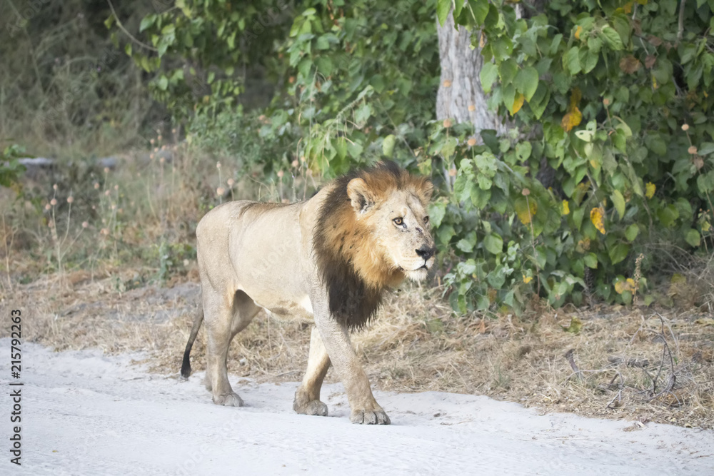 Southwest African lion, Panthera leo bleyenberghi, on the edge of Moremi National Park, Botswana Southwest African lion, Panthera leo bleyenberghi, on the edge of Moremi National Park, Botswana
