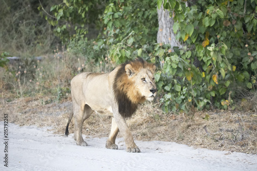 Fototapeta Naklejka Na Ścianę i Meble -  Southwest African lion, Panthera leo bleyenberghi, on the edge of Moremi National Park, Botswana