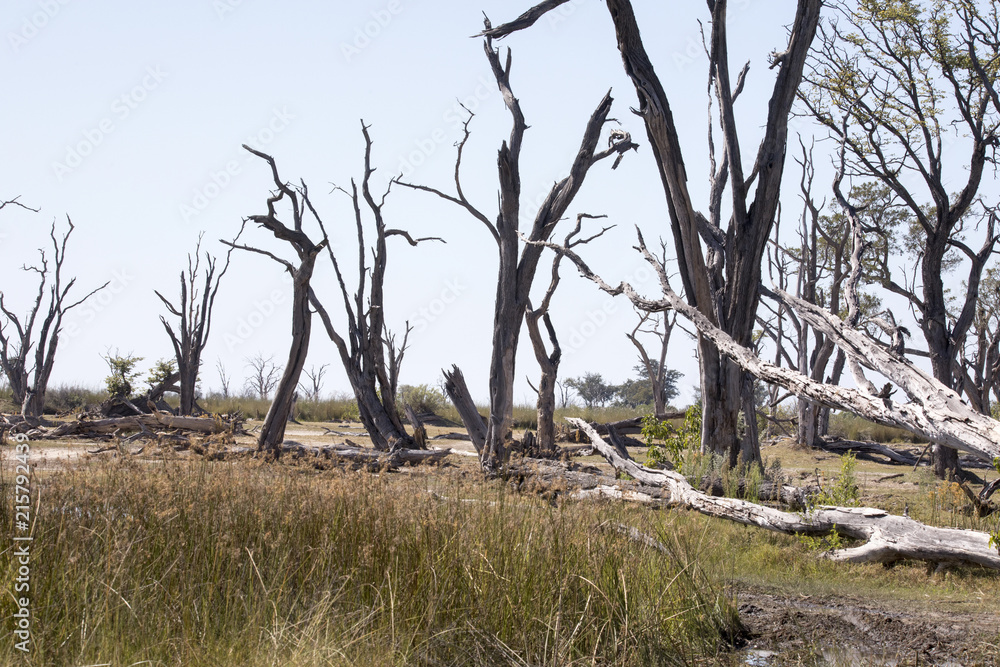 Dead Forest, Moremi National Park, Botswana