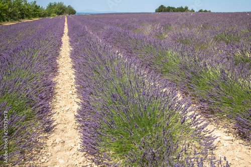 Fototapeta Naklejka Na Ścianę i Meble -  Big lavender field