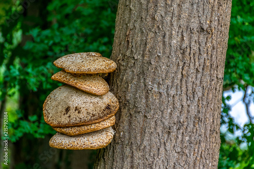 Baumpilze an einem Baumstamm in Großaufnahme