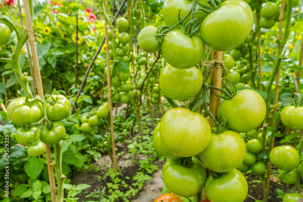 plump green tomatoes growing on lush vines in garden plump green tomatoes growing on lush vines in garden