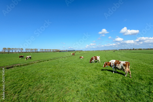 Fototapeta Cows in the meadow in a typical Dutch polder landscape near Rotterdam, Netherlands