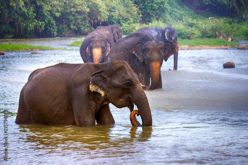 Photography herd of elephants in the river