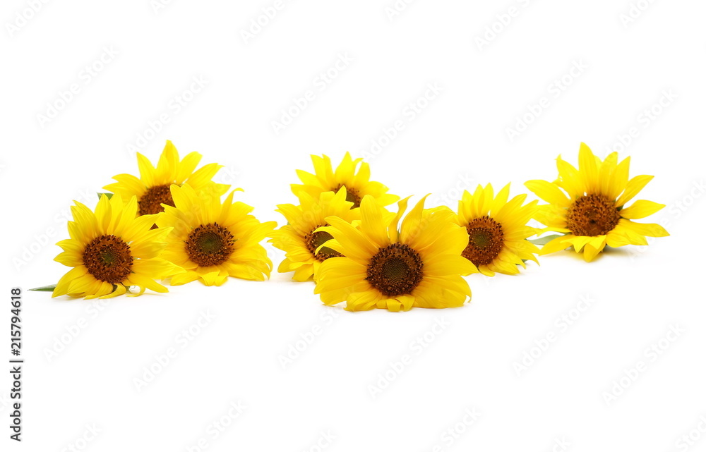 Naklejka premium Sunflowers isolated on white background