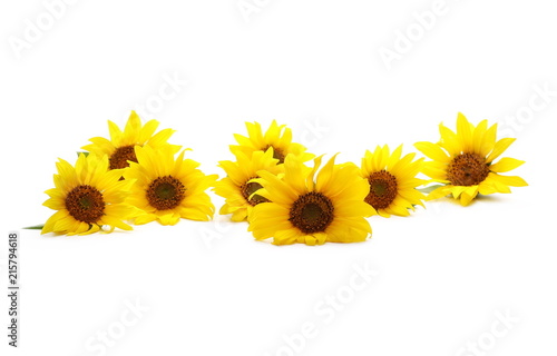 Fototapeta Naklejka Na Ścianę i Meble -  Sunflowers isolated on white background