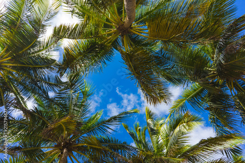Fototapeta Naklejka Na Ścianę i Meble -  Palm branch and blue sky