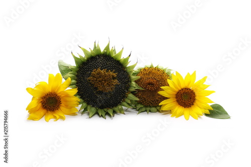 Fototapeta Naklejka Na Ścianę i Meble -  Ripe sunflower with seeds isolated on white background