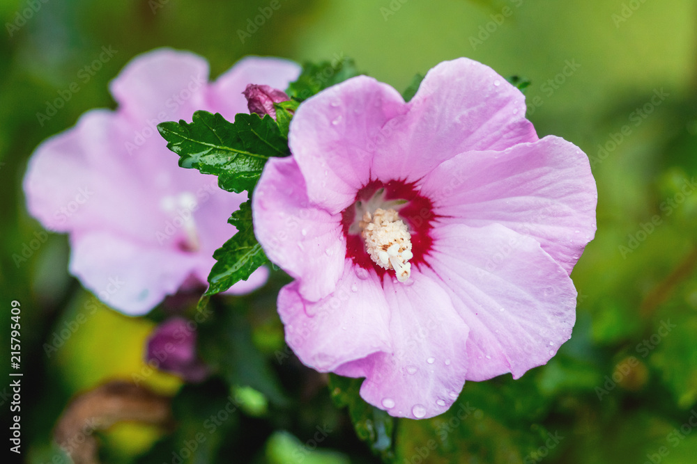 Pink flowers of hibiscus blossomed in the garden of a hot summer day_ Pink flowers of hibiscus blossomed in the garden of a hot summer day_