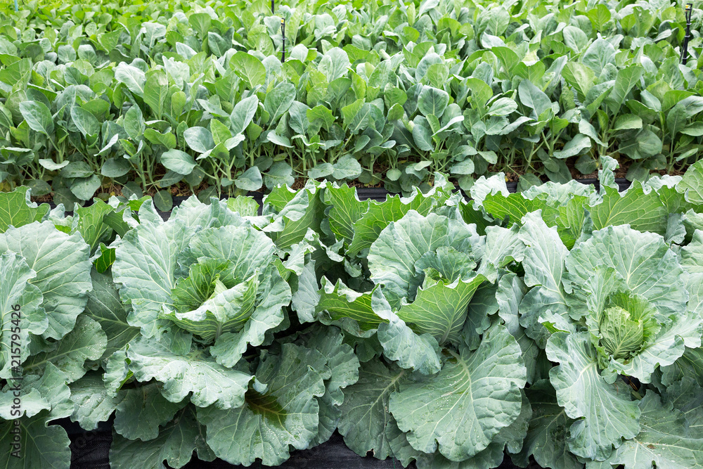 Chinese Kale or Chinese Cabbage planted in vegetable plot. Chinese Kale or Chinese Cabbage planted in vegetable plot.