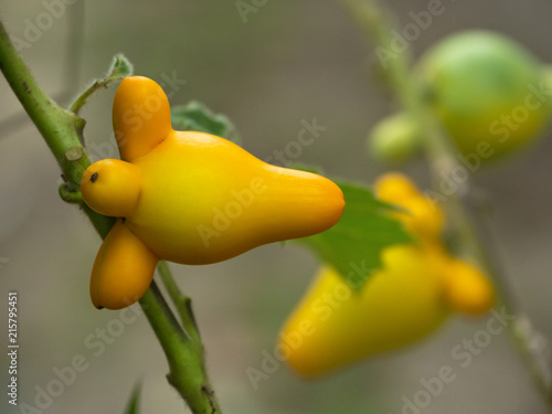 Solanum mammosum, Nipple fruit,Titty fruit or Fox face in the in garden. photo