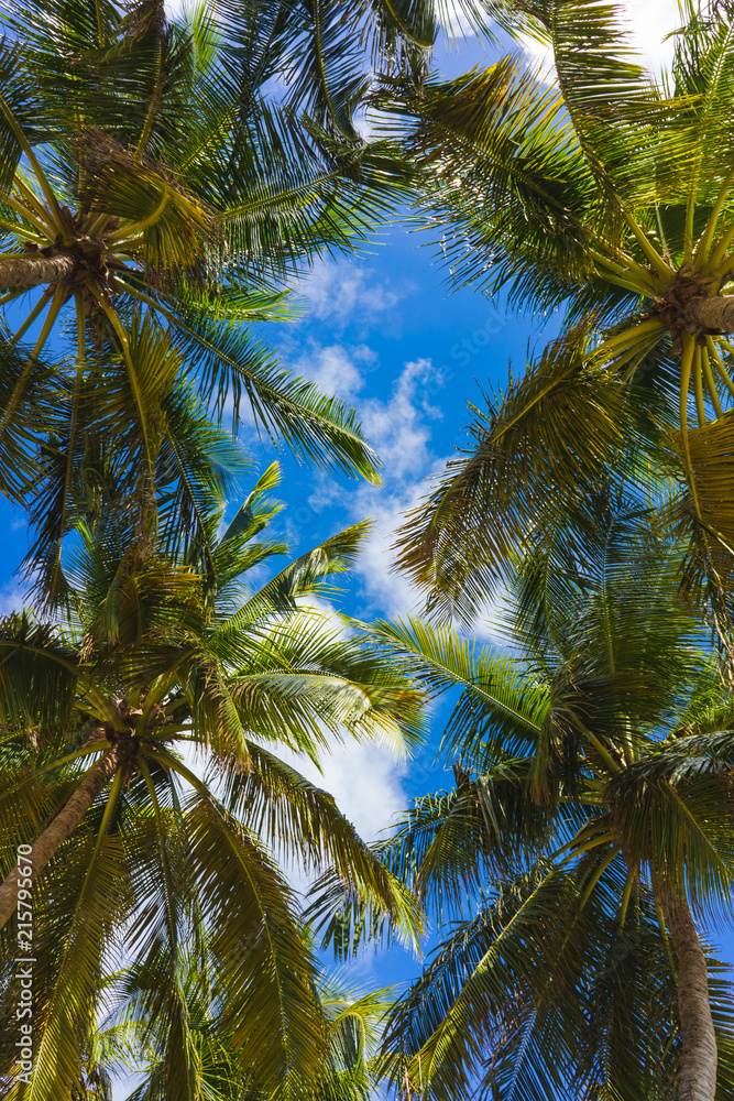 Fototapeta premium Palm branch and blue sky