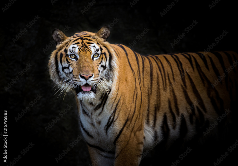 Asian tiger on a black background.