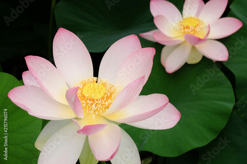 Fleurs de lotus