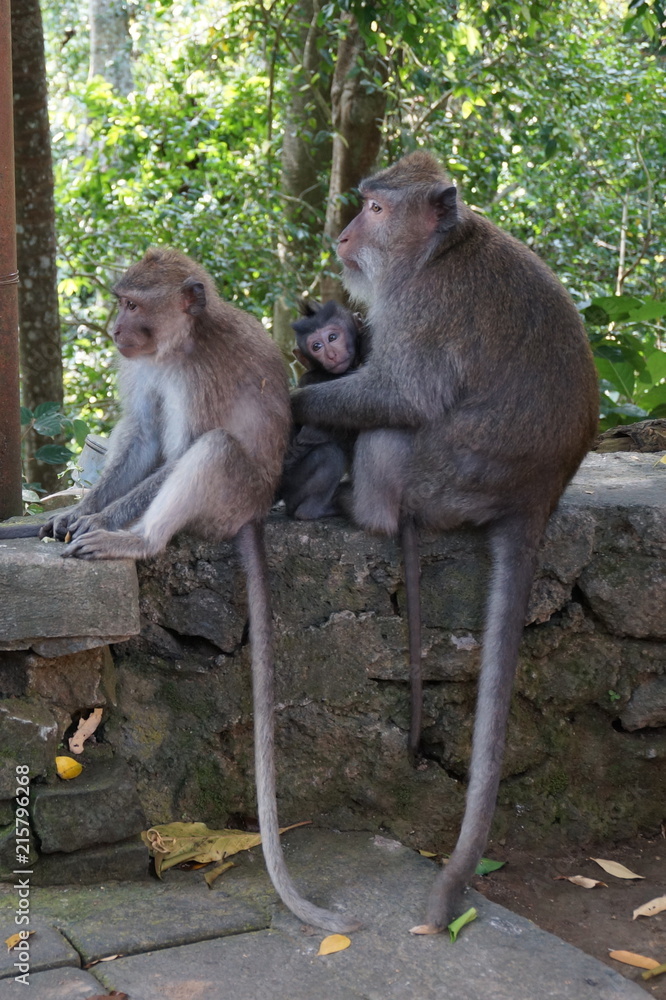 Fototapeta premium Monkey