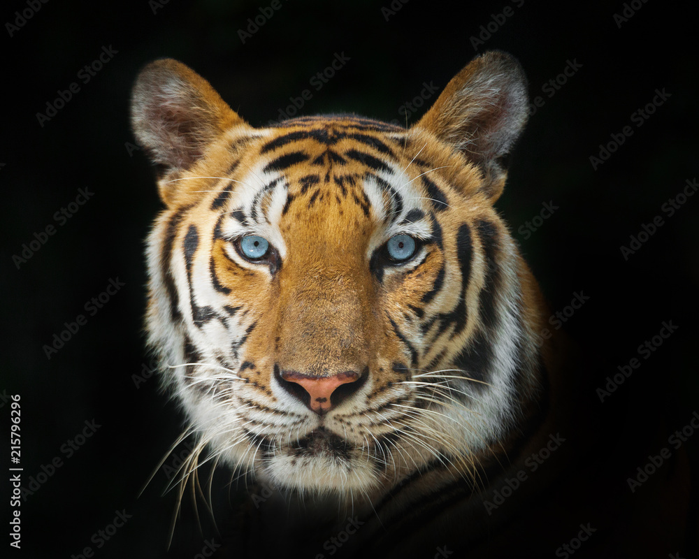 Fototapeta premium face of a tiger on a black background.