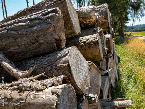 Felled Tree