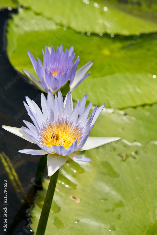 Detail of cape waterlily in the wilderness. Australia.