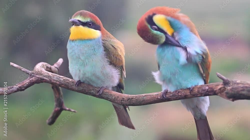 European bee-eater (Merops apiaster)/European bee-eater (Merops apiaster) European bee-eater (Merops apiaster)/European bee-eater (Merops apiaster)