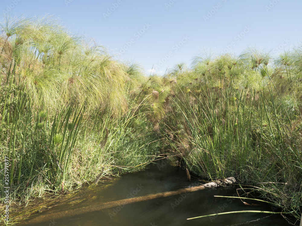 Obraz premium Crops of Cyperus, Moremi National Park, Botswana